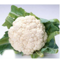 Tight white curl india planting 65days cauliflower hybrid seeds